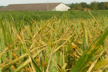 Rouille jaune du blé
