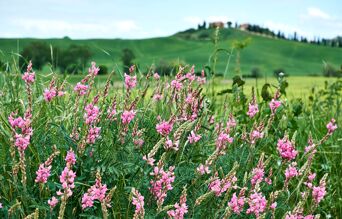 champ sainfoin