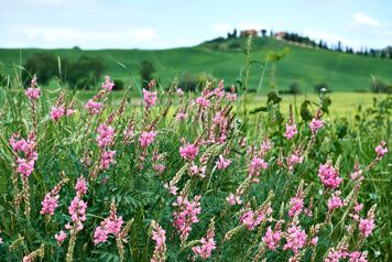champ sainfoin