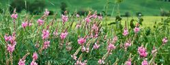 champ sainfoin