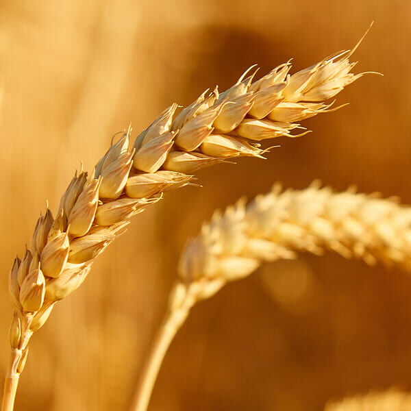 epis jaune céréale sigle focus
