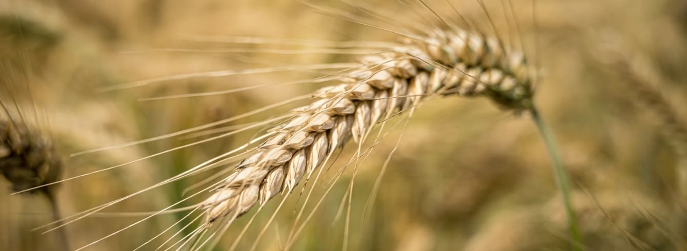 Seigle fourrager :  Techniques de culture et valorisation