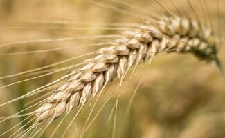 Seigle fourrager :  Techniques de culture et valorisation