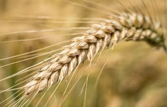 Céréale seigle vue de prés
