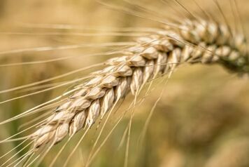 Céréale seigle vue de prés