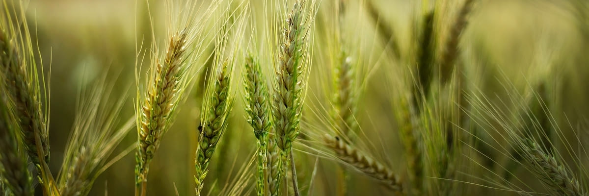 champs céréle verts vue de prés sur des épis