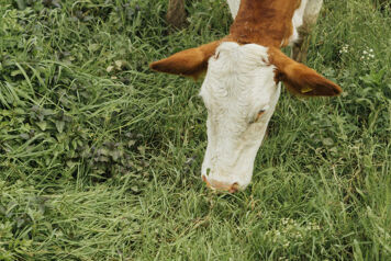 vache broute de l'herbe