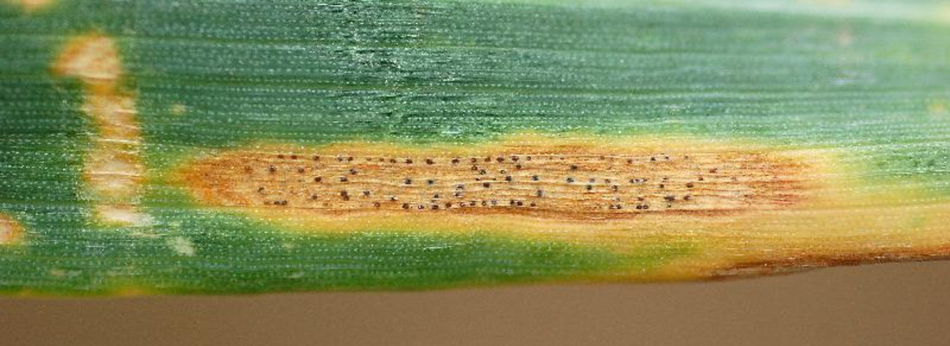 Tout savoir sur la Septoriose : caractéristiques, symptômes et traitements