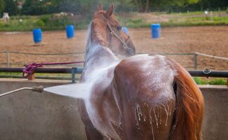 Soins du cheval : guide pour une santé optimale au naturel