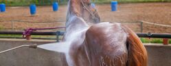 cheval recevant des soins de bain