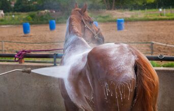 cheval recevant des soins de bain