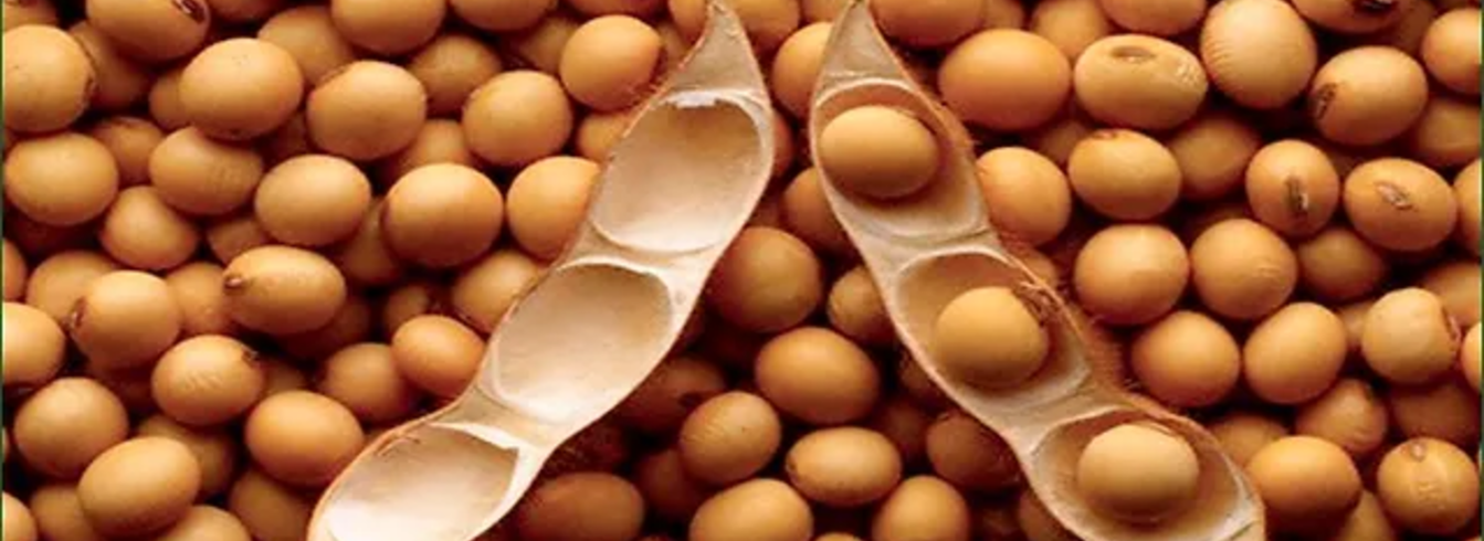 Tout savoir sur le semis de soja