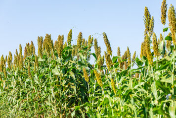 champ sorgho sucrier