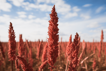 champs de sorgho grain