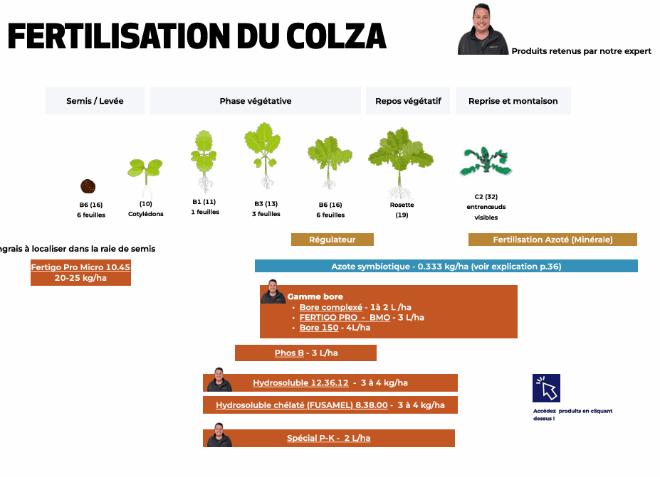 Plan de fertilisation et de micronutrition du colza par stade