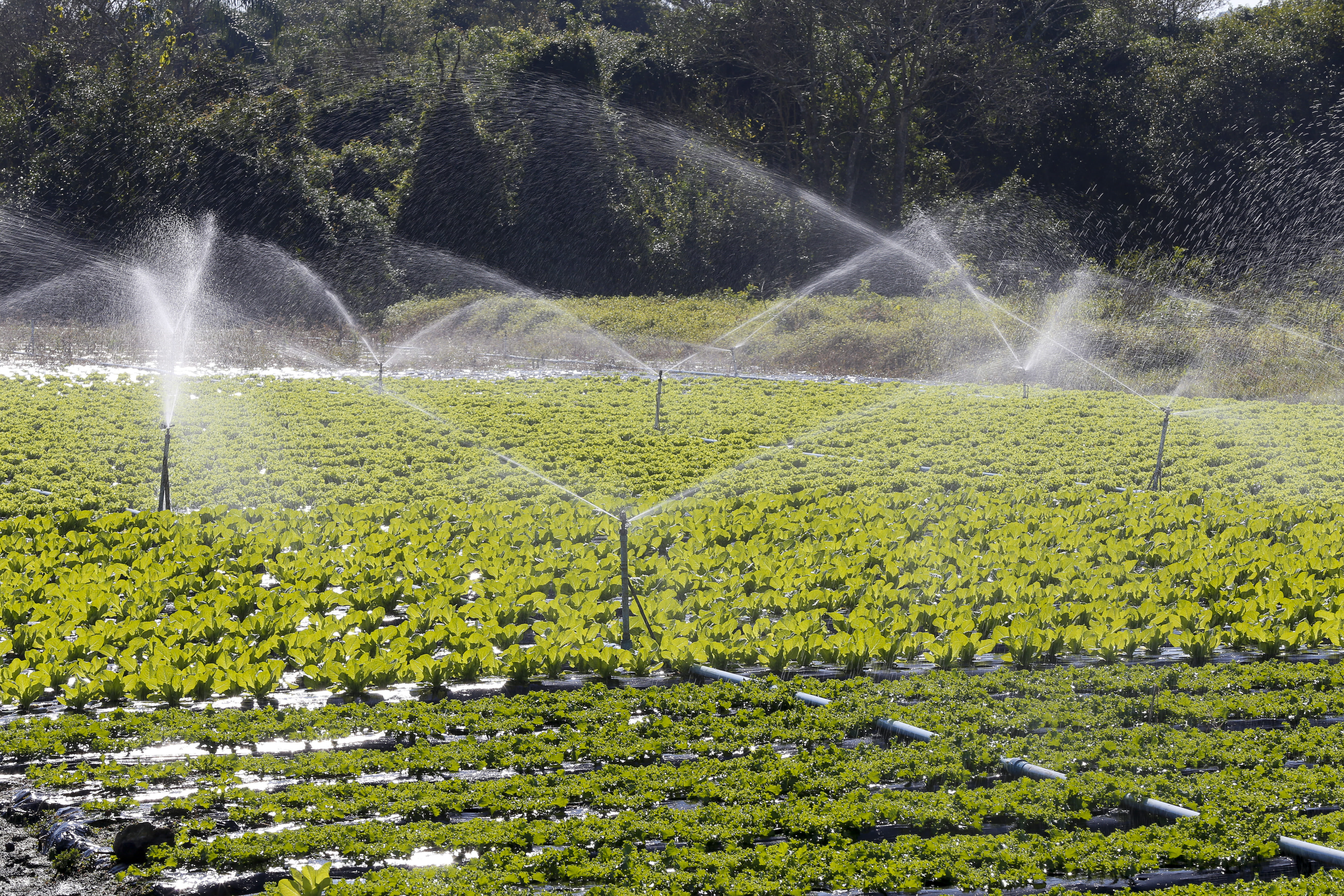 Comment installer un système d'irrigation automatique selon vos besoins ?