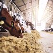 ration bovine