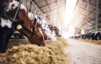 ration bovine