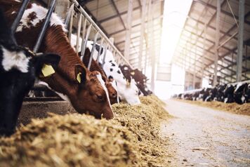 ration bovine