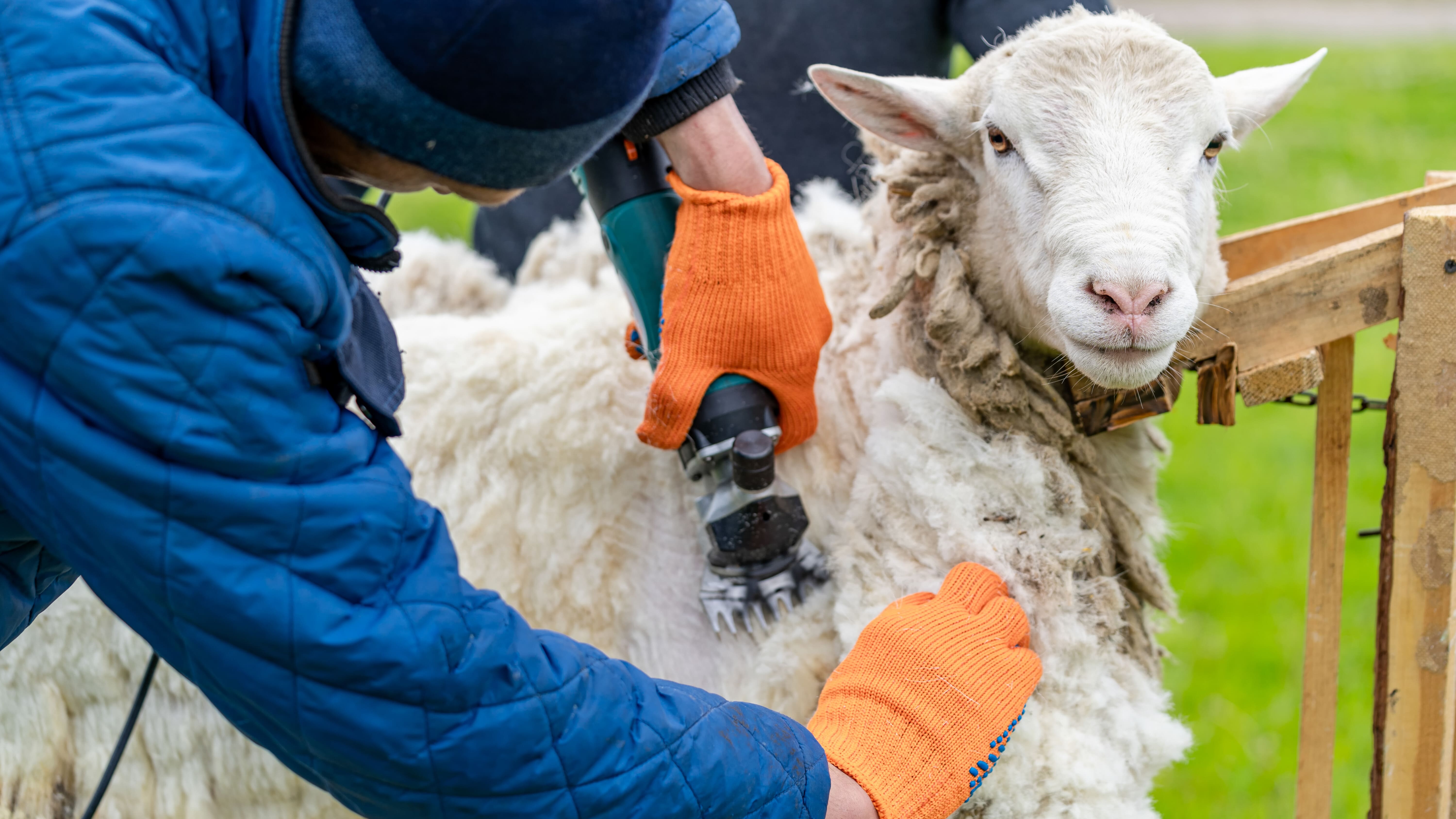 Tonte mouton : guide pour une tonte efficace et sans risque
