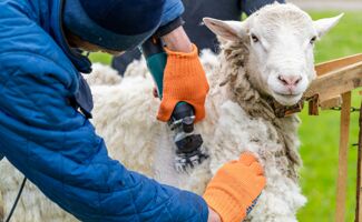 Tonte mouton : guide pour une tonte efficace et sans risque