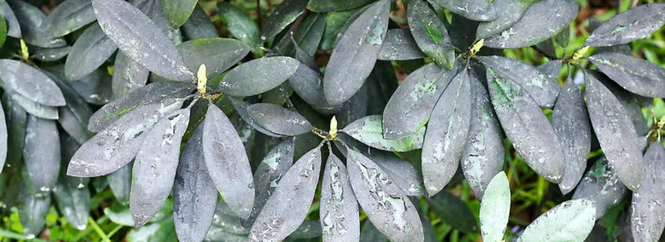 Tout savoir sur la fumagine : caractéristiques, symptômes et traitements