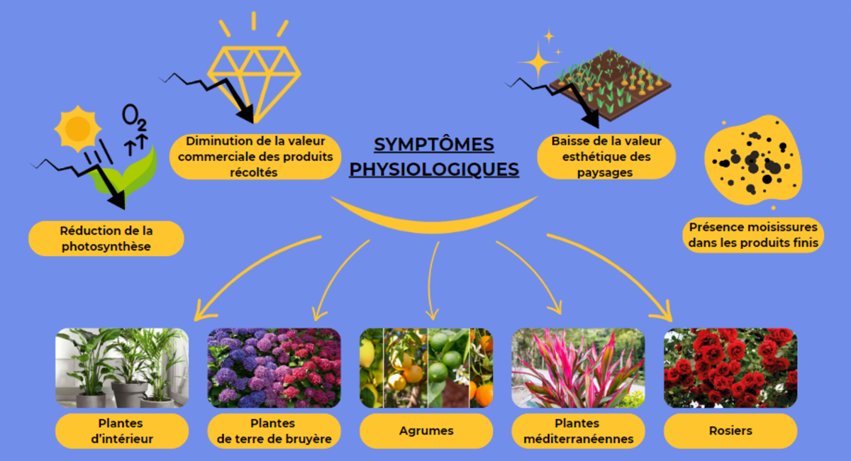 symptomes-physiologiques-fumagine