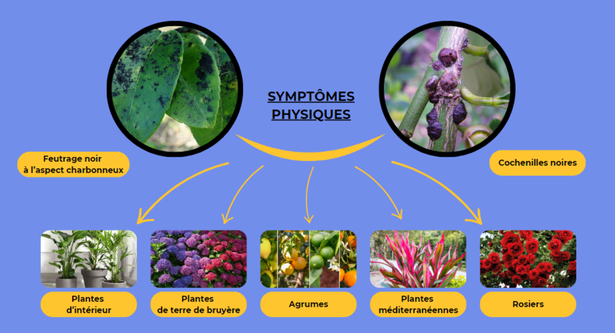 symptomes-physiques-fumagine