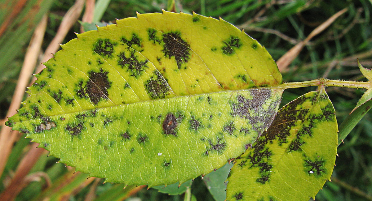 feuille touchée par le marsonia