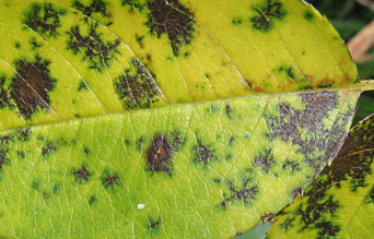 Tout savoir sur le Marsonia