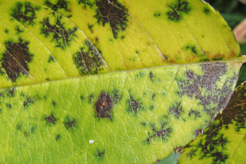 Tout savoir sur le Marsonia