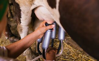 Trayeuse : l'outil indispensable pour la traite des vaches
