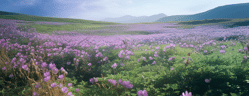 champ trefle violet