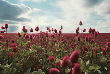 champ de tréfle incarnat