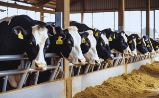 Utilisation du monopropylène glycol en alimentation animale