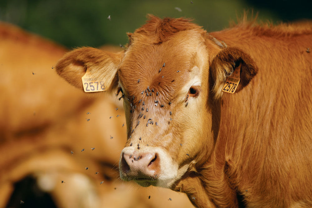 Mouches / insectes sur les vaches : dangers et comment s’en débarrasser
