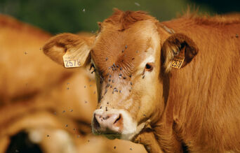 Vache et mouches