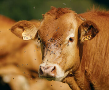 Mouches / insectes sur les vaches : dangers et comment s’en débarrasser