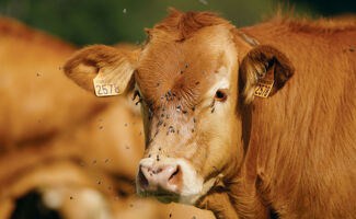 Mouches / insectes sur les vaches : dangers et comment s’en débarrasser