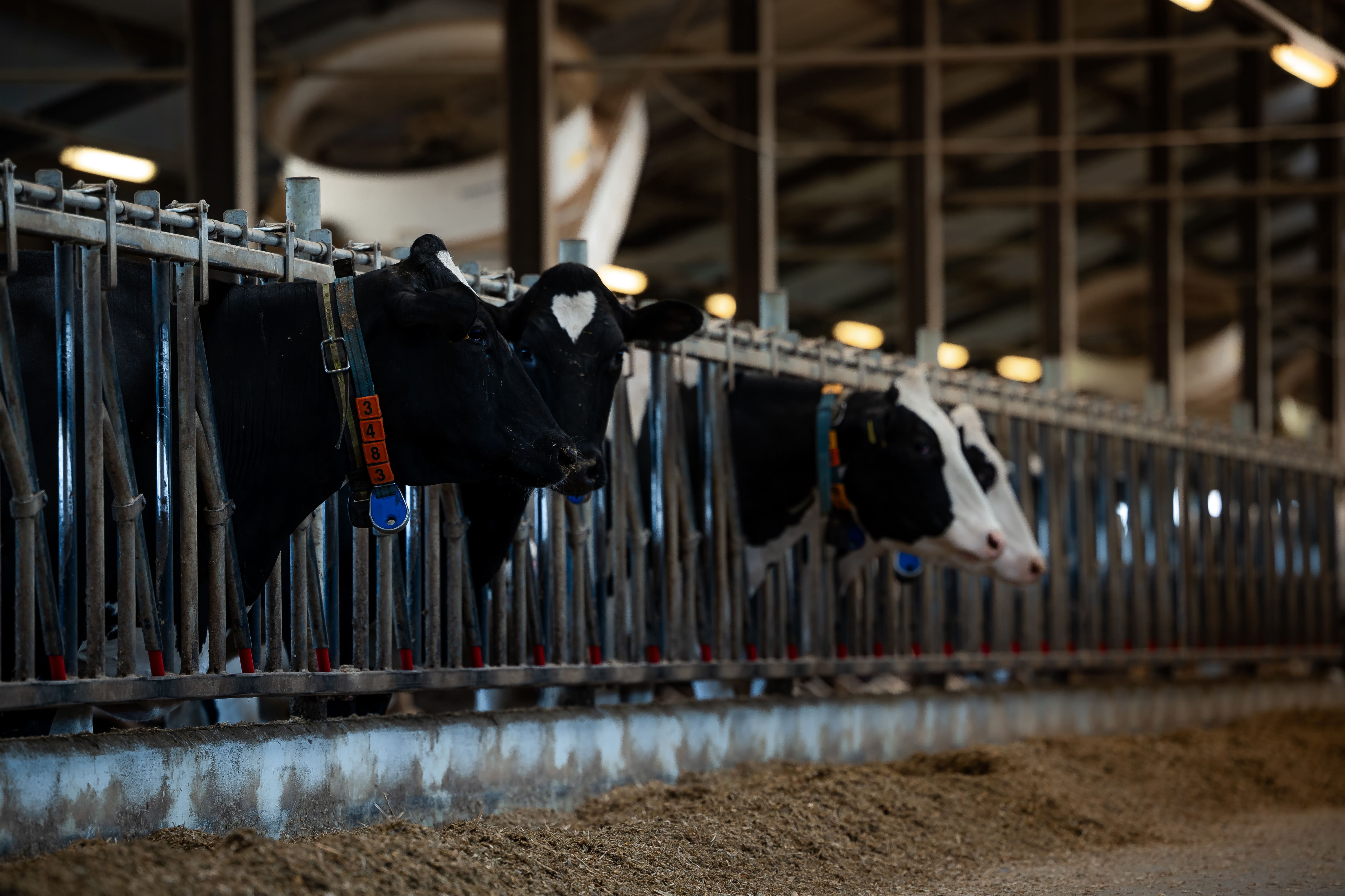 Monopropylène glycol vache : prévention de la cétose et dosage