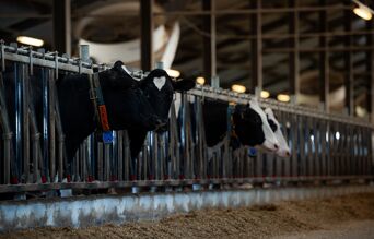 vaches laitieres dans une ferme