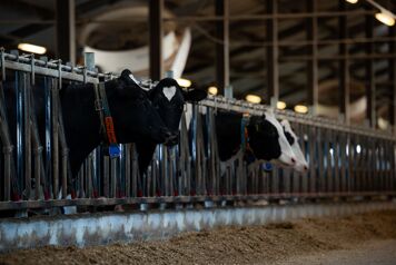 vaches laitieres dans une ferme