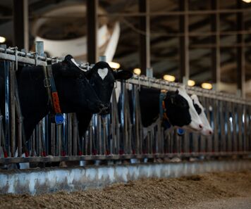 Monopropylène glycol vache : prévention de la cétose et dosage