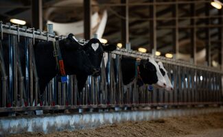 Monopropylène glycol vache : prévention de la cétose et dosage