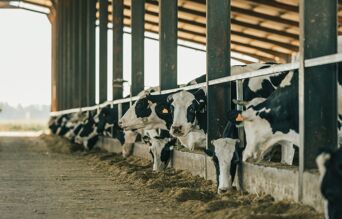 veau en train de têter une vache