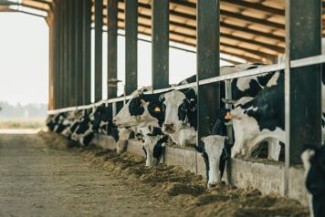 veau en train de têter une vache