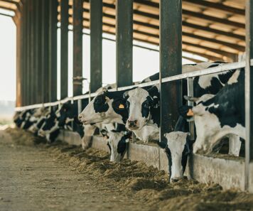Lactation vache laitière : protéger le foie, booster la production