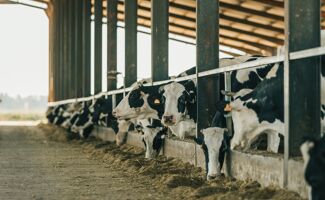 Lactation vache laitière : protéger le foie, booster la production
