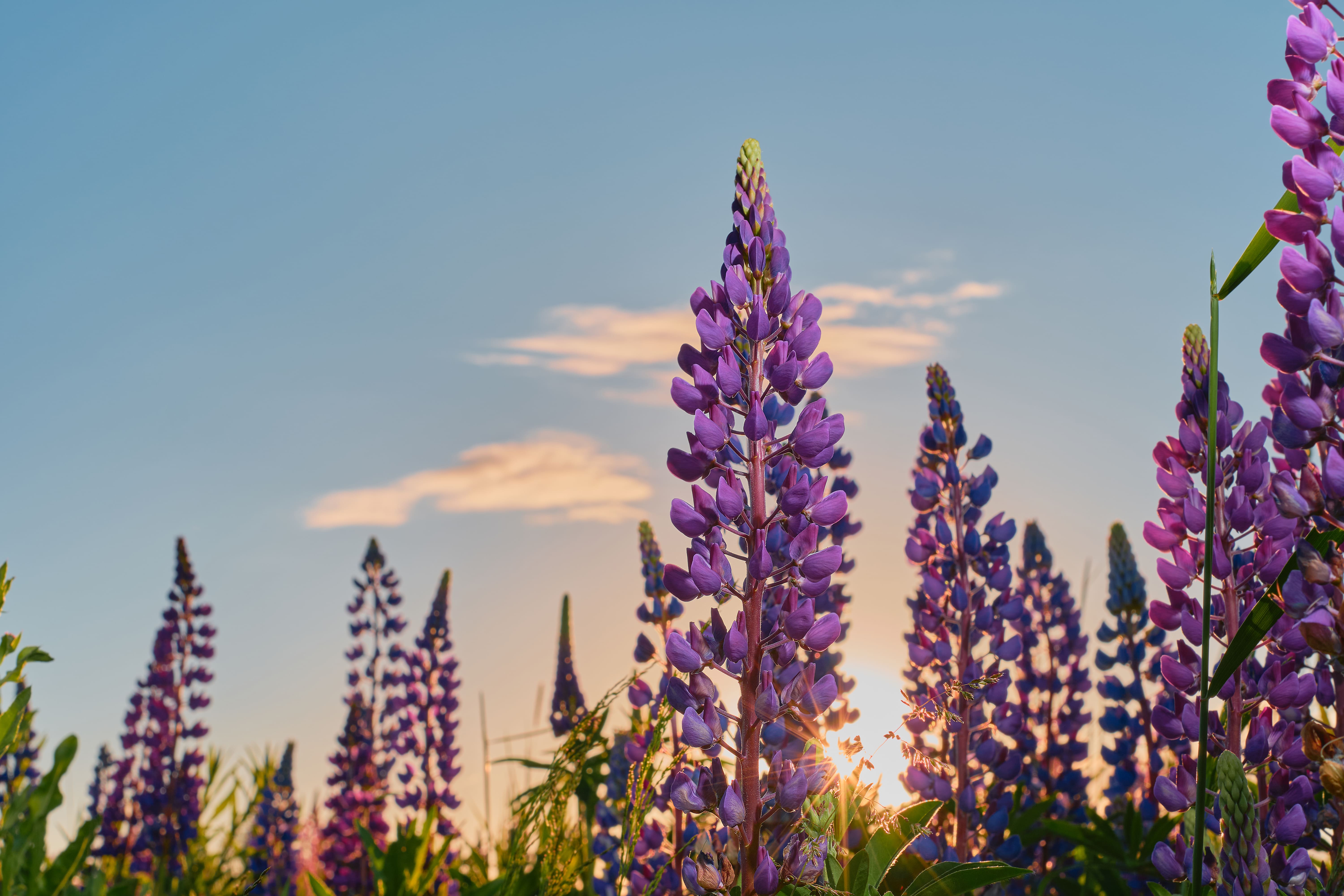 Vesce commune (Vicia sativa) : un excellent couvert riche en protéines