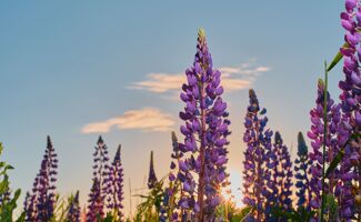 Vesce commune (Vicia sativa) : un excellent couvert riche en protéines